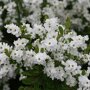 Exochorda racemosa 'Niagara'